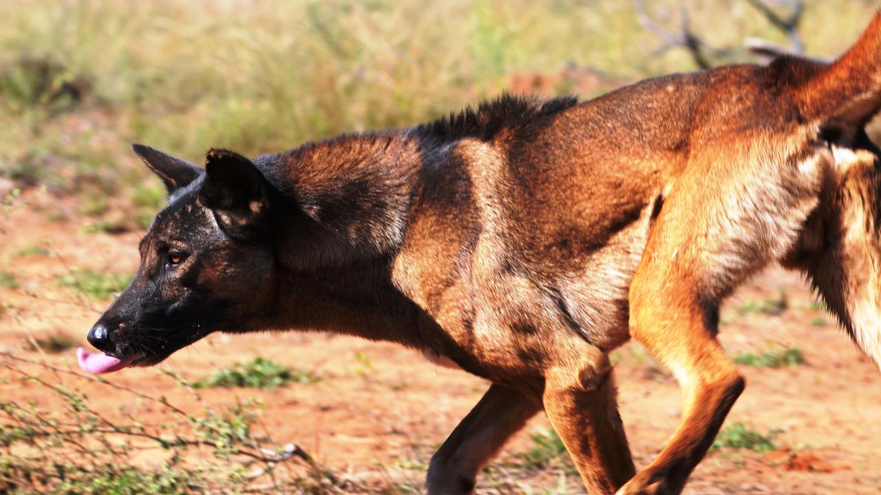 Wild dogs. Photo by Lee Allen