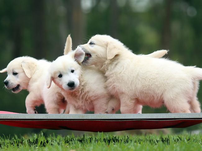 The playful Golden Retriever pups. Picture: Sam Ruttyn