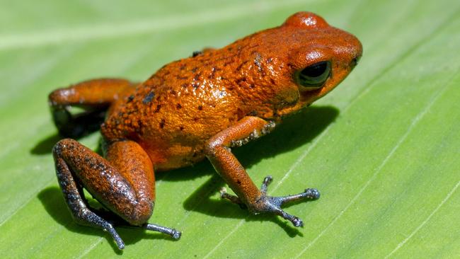 A poison-dart frog in Tortuguero National Park.