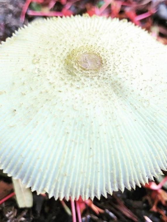 The yellow striate one is flowerpot parasol, Leucocoprinus birnbaumii, and is very common in mulch and pots.