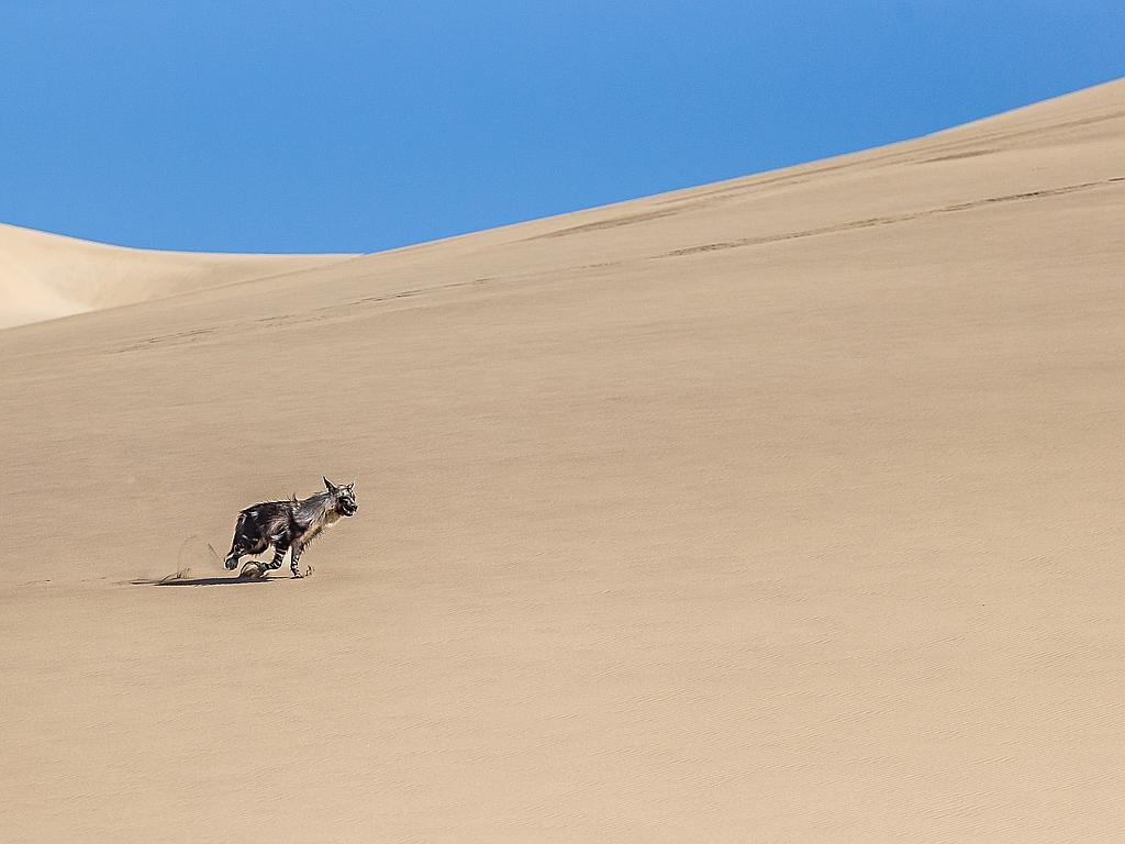 Strandwolf. We travelled to the great Namib desert on a dune expedition near Luderitz in Namibia. The guide had not see a brown hyena, or “Strandwolf” as it is locally known, for five years. My hopes was high though. We drove across vast beaches with water on the right and dunes on the left, when suddenly this brown hyena emerged from nowhere and ran in the opposite direction. We had about forty seconds to follow the hyena and photograph it before it disappeared in the dunes. Picture: Jaco Marx, Winner, South Africa National Award, 2015 Sony World Photography Awards