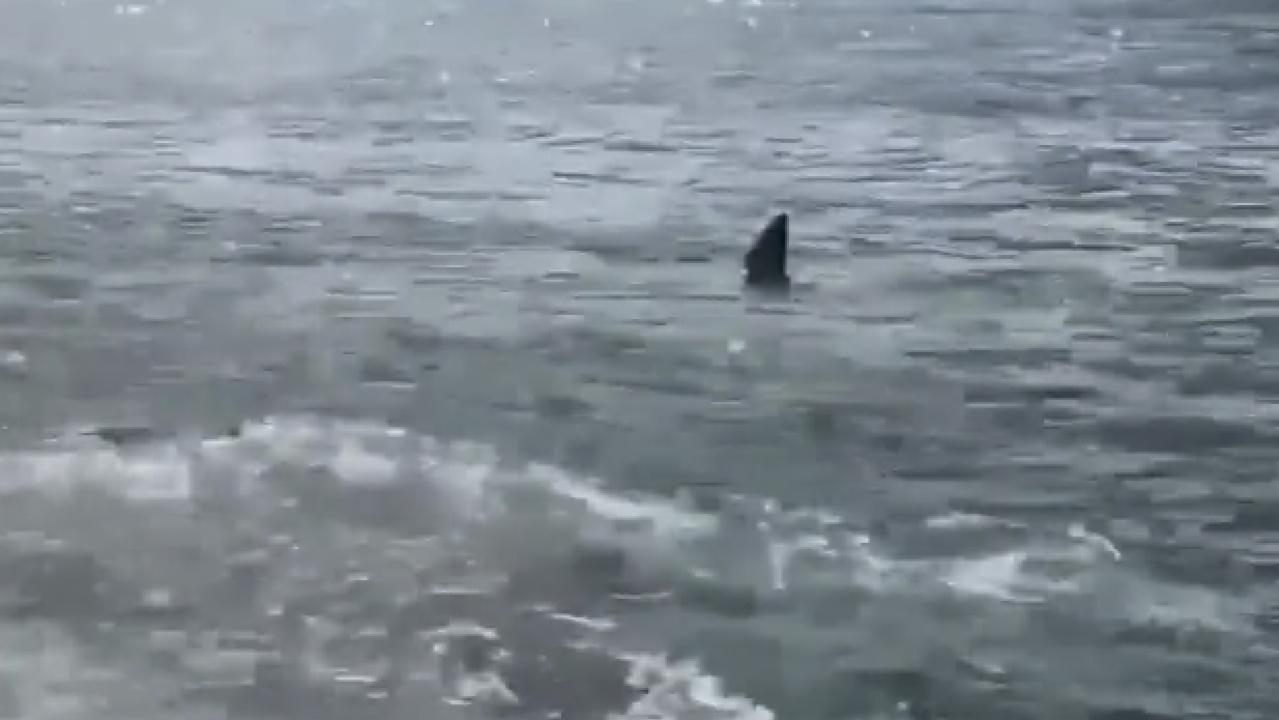 Beaches in Cronulla have been closed after the sighting.