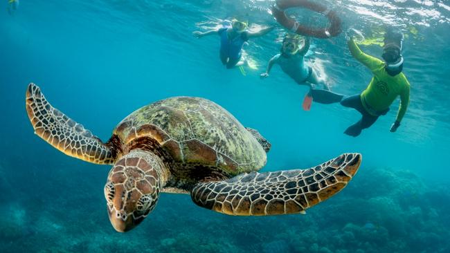 Swimming with a turtle on a Sunlover Reef Cruise.