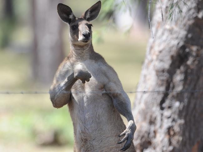 Kangaroo attack at Torbanlea - the offending roo shapes up to the camera.Photo: Alistair Brightman / Fraser Coast Chronicle