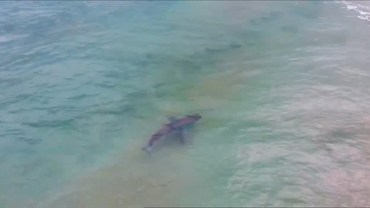 Drone captures shark footage in NSW