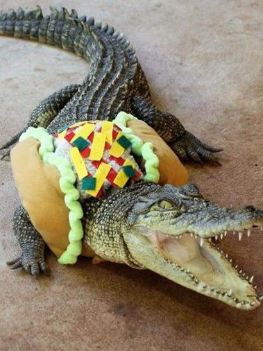 Stampy in her taco costume. Picture: Supplied