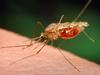 In this 2005 photo made available by the University of Notre Dame via the CDC, an Anopheles funestus mosquito takes a blood meal from a human host. The quest for the world's first malaria vaccine appears to have taken a big step. The first results from a late-stage test in seven African countries were released 18/10/2011. They show the experimental shots cut the number of cases of malaria in half in young children. In Africa, the major vectors for malaria are the Anopheles funestus and Anopheles gambiae.