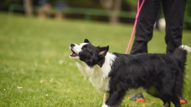 The letter claimed the woman's dog had been barking non-stop for three hours. Picture: iStock