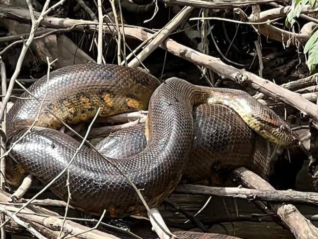 Northern green anaconda. Credit: Bryan Fry