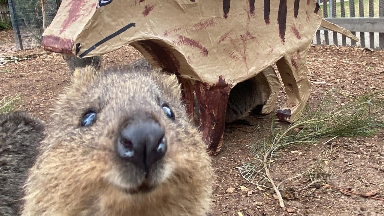 Seven of Adelaide Zoo’s quokkas have died suddenly. Picture: ZoosSA