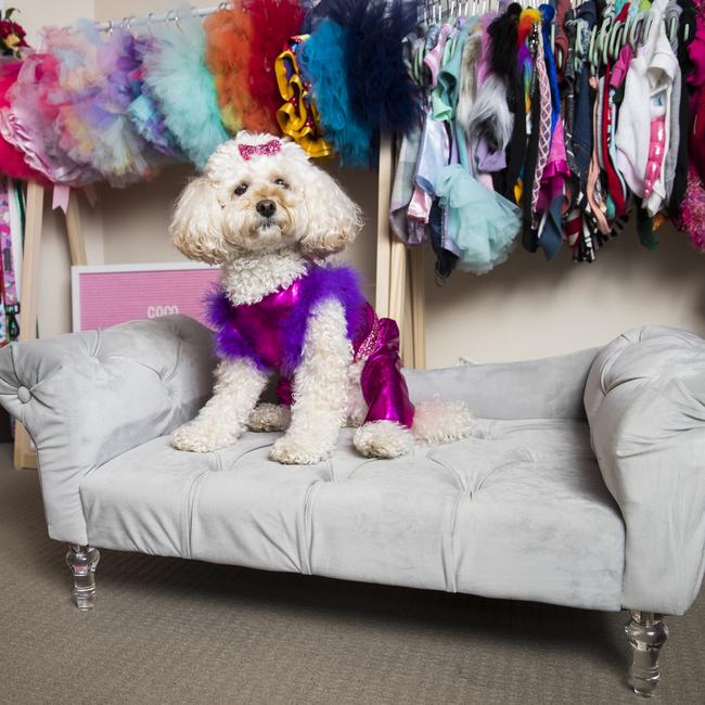 Colourful Coco is the top dog in Sydney.