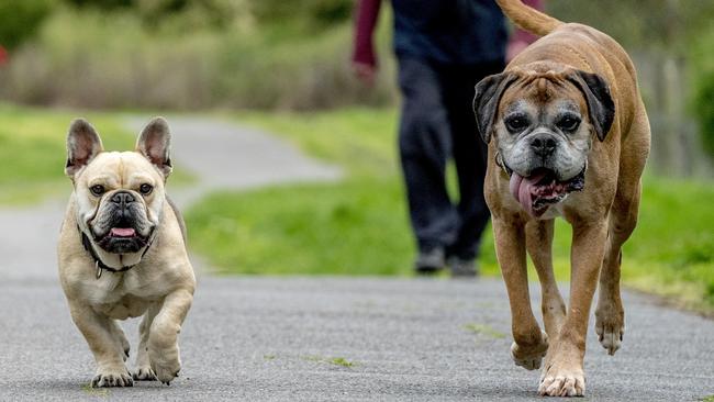 Dog owners will have to pay 20 per cent more to register their pet. Photo: Luis Enrique Ascui