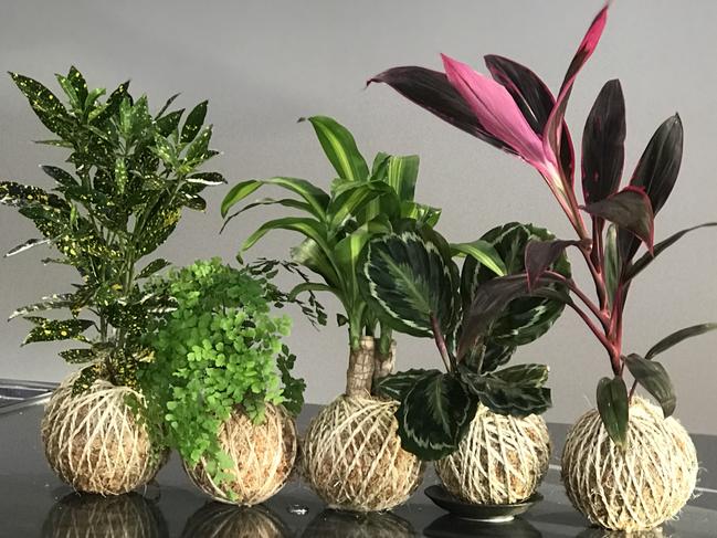 Kokedama line-up from koke.com.au, a side business of university lecturer Susan Sullivan of the Gold Coast.