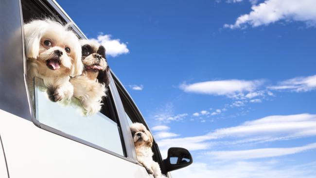 Make sure your dog is secure in the car when on the road and when you stop for toilet breaks.