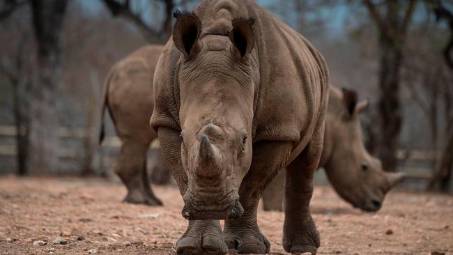 Protected Rhinos roam and feed in an enclosed precinct at the Kahya Ndlovu Lodge on September 25, 2016 in Hoedspruit, in the Limpopo province of South Africa. South Africa's all-female "Black Mambas" anti-poaching team had never lost a rhino since they were formed in 2013, but the killing of two animals earlier this month shattered their proud record. The two rhinos, one of which was pregnant, were shot dead and their horns hacked off by poachers on a full moon night, underlining the crisis that threatens the species. / AFP PHOTO / MUJAHID SAFODIEN