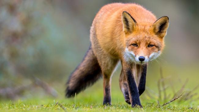 Foxes are causing trouble in Whitehorse.