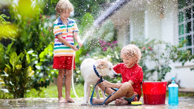 Like dogs couldn't get any better. Image: iStock