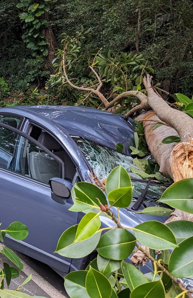 The scene of a tree branch accident on Cogill Rd, Buderim. The driver, a man, escaped unharmed. Photo: supplied