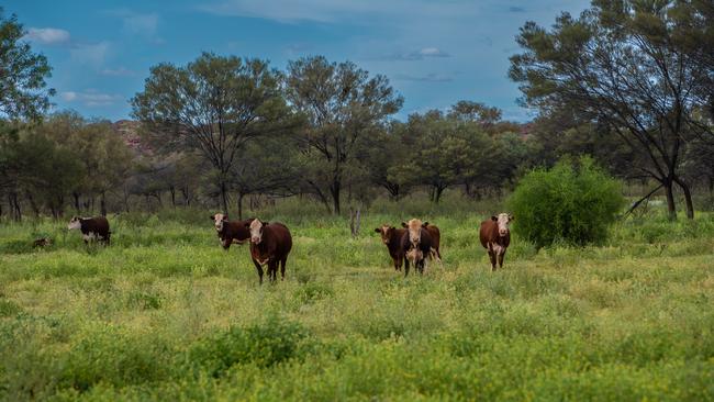 The Mt Doreen cattle station runs 30,000 head of cattle during average rainfall years.