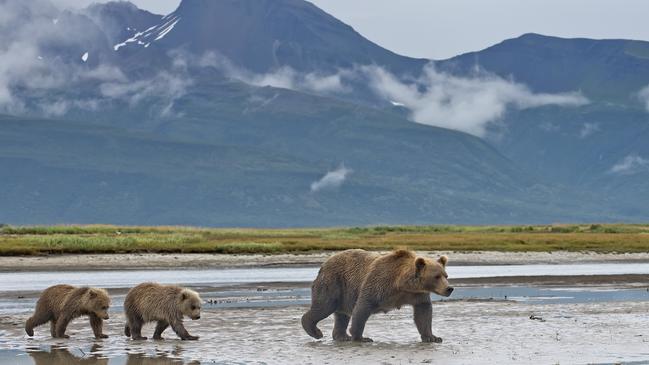 Viewers tuned into the livestream to watch brown browns at the remote national park. Picture: iStock/Supplied