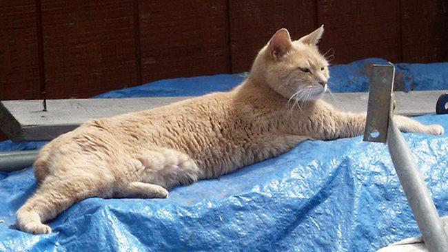 Stubbs, the popular cat who was voted "mayor" of small town Talkeetna, Alaska is recovering slowly after a vicious dog attack. He has received donations, get well cards and letters from around the world during his convalescence. Picture: AP