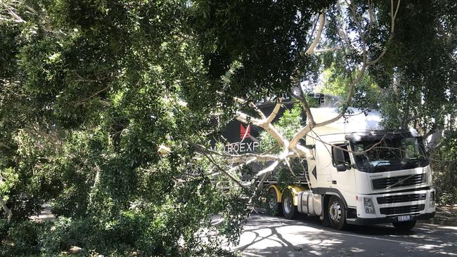 A tree has fallen on a truck on Racecourse Dr at Bundall. Photo: Emily Halloran