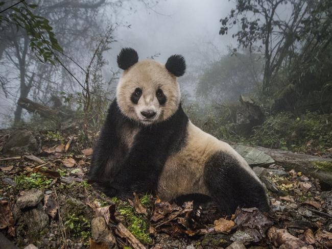 Nature - Second Prize, Stories Picture: Ami Vitale, for National Geographic Magazine Title: Pandas Gone Wild Ye Ye, a 16-year-old giant panda, lounges in a massive wild enclosure at a conservation center in Wolong Nature Reserve. Her 2 year old cub, Hua Yan (Pretty Girl) was released into the wild after two years of “panda training.” Her name, whose characters represent Japan and China, celebrates the friendship between the two nations.