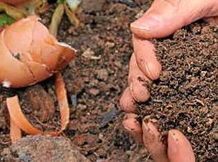 Biggenden State School students are collecting compost that will be used in their bush tucker garden.