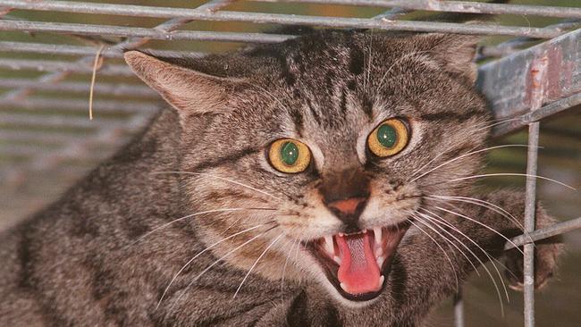 Feral cats roaming the streets in Queenstown are being targeted by the West Coast Council.