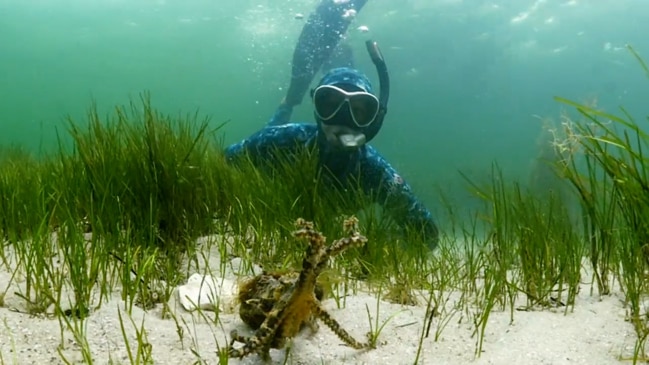 Diver takes selfie with one of the ocean's deadliest creatures