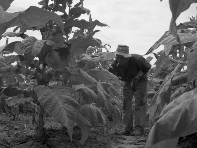 News/property 2/3/1962. Mr A. Filiaggi checks the crop on on his tobacco farm at Caboolture, 45km north of Brisbane. He had a 16 ha crop maturing to be harvested and offered at the Brisbane tobacco sales. With health issues related to smoking emerging in the 1970s, governments provided incentives to farmers to stop growing tobacco and turn to other crops. Neg no RP316-6 Picture by Jim Fenwick The Courier-Mail Photo Archive. Scanned March 2011