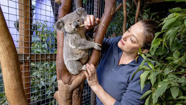 Angela Christodoulou feeding 15-month-old koala joey 'Geraldine', Thursday in 2019. Picture: Richard Walker/AAP