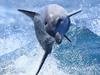 Dolphin watchers inspire new breed of ocean guardians