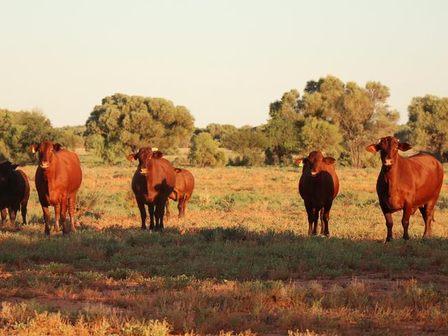 Gina Rinehart for first anniversary of Australia's richest person becoming principal owner of iconic South Australian-headquartered pastoral company S. Kidman & Co. Pictures of her at 13,000 sq km Innamincka station, in state's far north east.