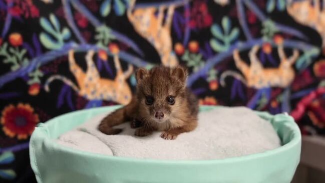 Nashville Zoo Celebrates Conservation Win After Birth of Fifth Rare Fanaloka