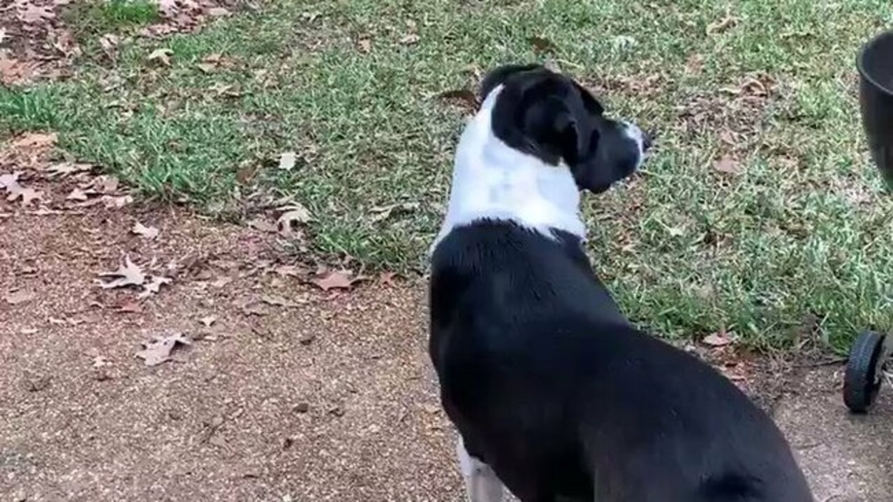 Dog Howls Along With Tornado Siren In Madison Mississippi The Advertiser