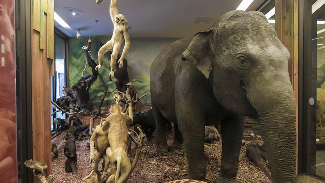 Miss Siam, Adelaide Zoo’s first elephant, was a family favourite as she gave children rides. Picture: Roy VanDerVegt