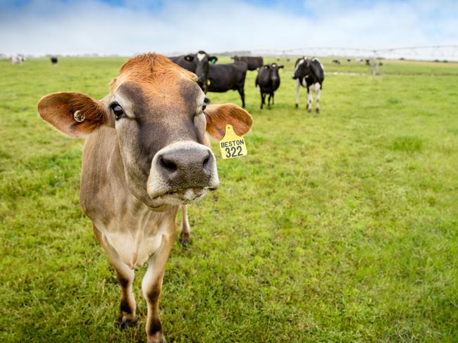 Beston dairy cows on the company's farms at Mt Gambier. Picture: SUPPLIED