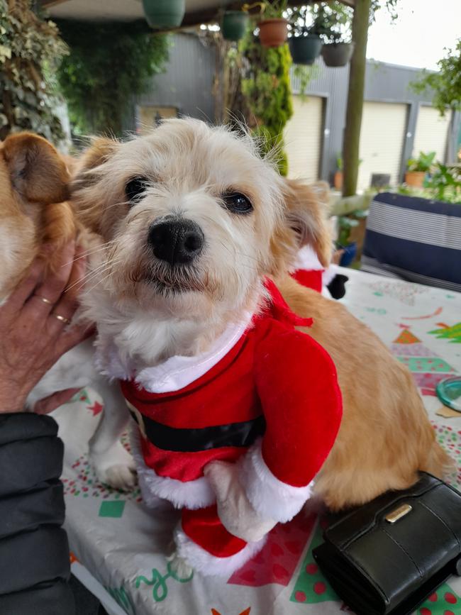 Doggy Christmas at Camperdown. Picture: Jackie Jenner, Drummond.