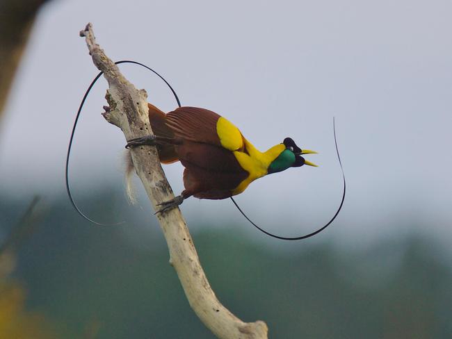 A red bird of paradise performs a courting display.