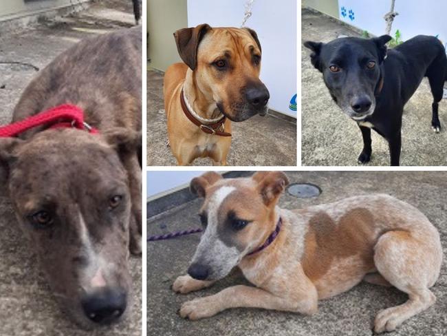 Central Queensland dogs that desperately need new homes.