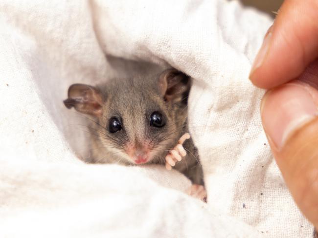 The nature refuge at North Head Sanctuary is home to rare Eastern Pygmy Possums. Picture: Supplied