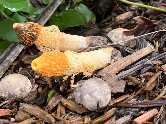 Stinkhorn mushroom in Mackay CBD, February 10, 2025