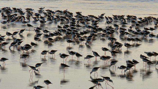 Birds at St Kilda in 2014. Picture: Peri Coleman for St Kilda Mangroves Alliance