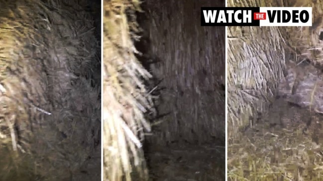 Hundreds of mice run through a haystack