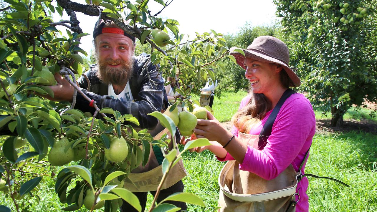 Fruit grower’s relief at government’s new seasonal worker rules | The ...