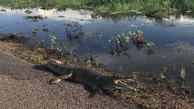 A freshwater crocodile smiling for the snap-arazzi at Fogg Dam in the Northern Territory. Picture: Werner Kalin