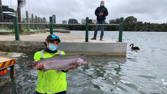 Stonker rainbow trout being stocked into Albert Park Lake.