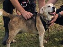 Harvey the beagle slipped down a 10m embankment before Sunshine Coast Fire and Rescue Service crews came to his rescue.Photo credit: QFES
