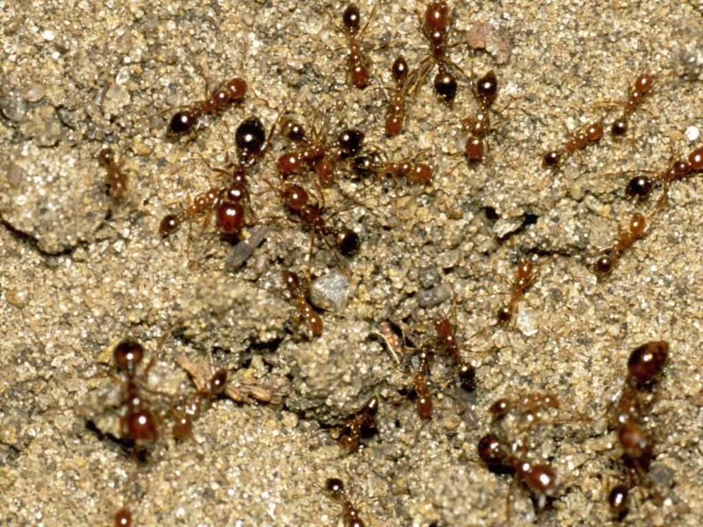 Australian government funding to stop the spread of red fire ants | The ...